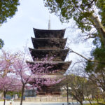 東寺の五重の塔と梅