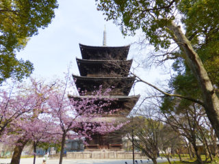 東寺の五重の塔と梅