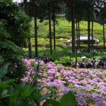 三室戸寺の紫陽花