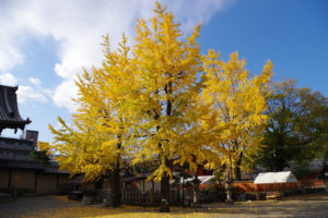 東寺のイチョウ