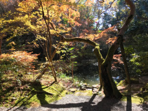 赤山禅院の紅葉（池）