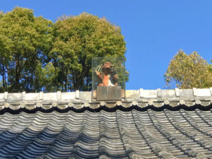 赤山禅院の猿