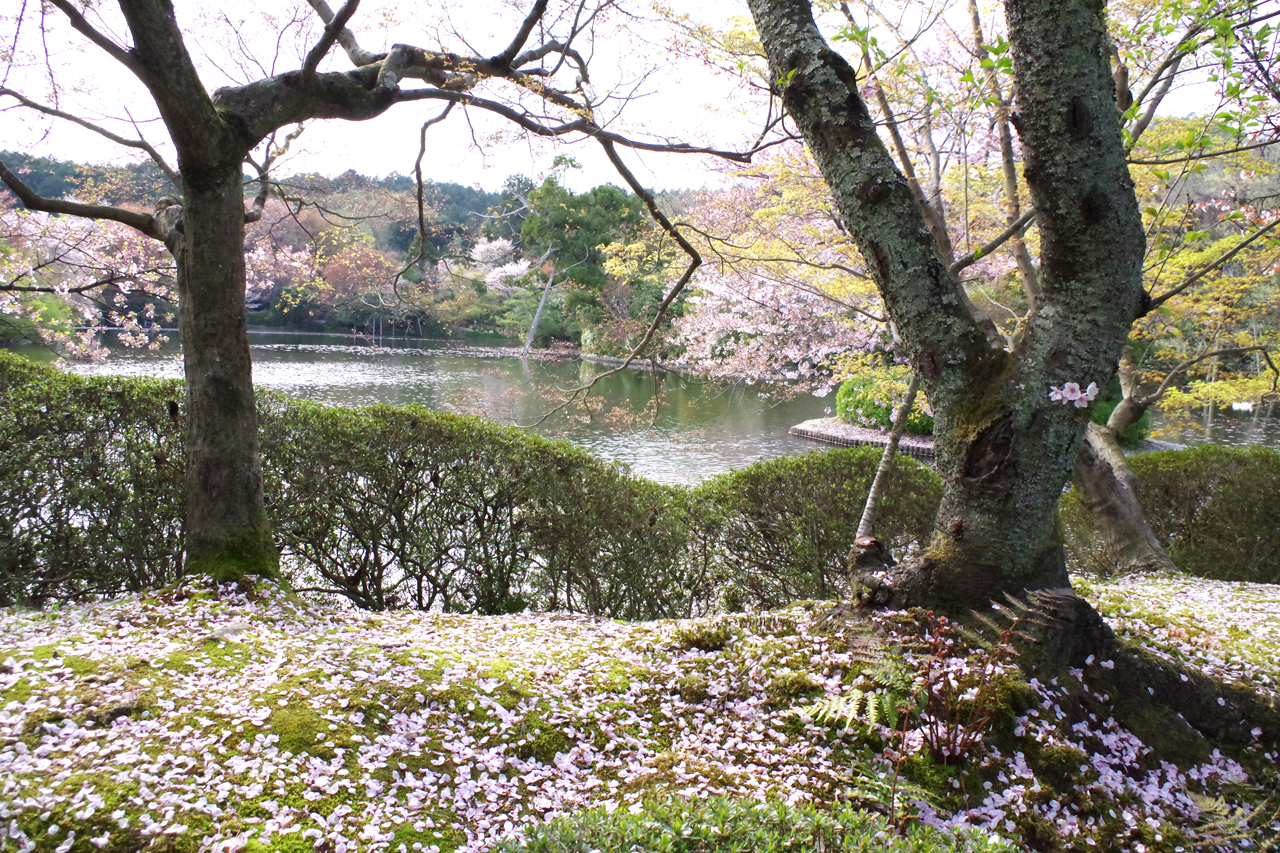 龍安寺の鏡容池や石庭など5つの見どころを豊富な写真で解説 京都page