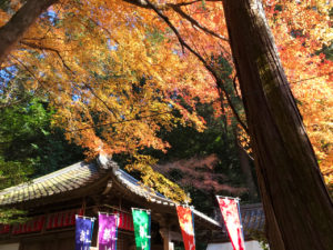 赤山禅院の紅葉