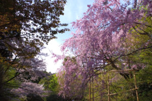 龍安寺　桜