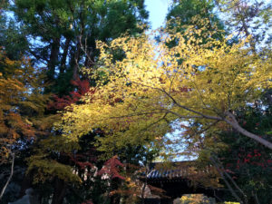 赤山禅院の紅葉