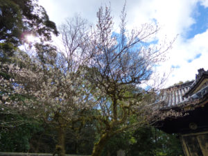 金地院の東照宮と花