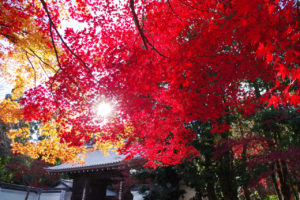 二尊院の紅葉