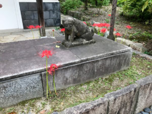 安井金比羅宮の彼岸花