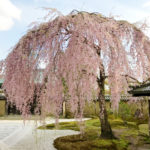 高台寺の桜