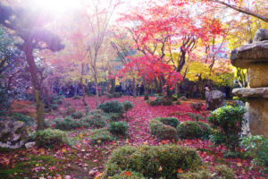 圓光寺の紅葉と陽射しと落ち葉