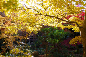 圓光寺の黄色の紅葉と光