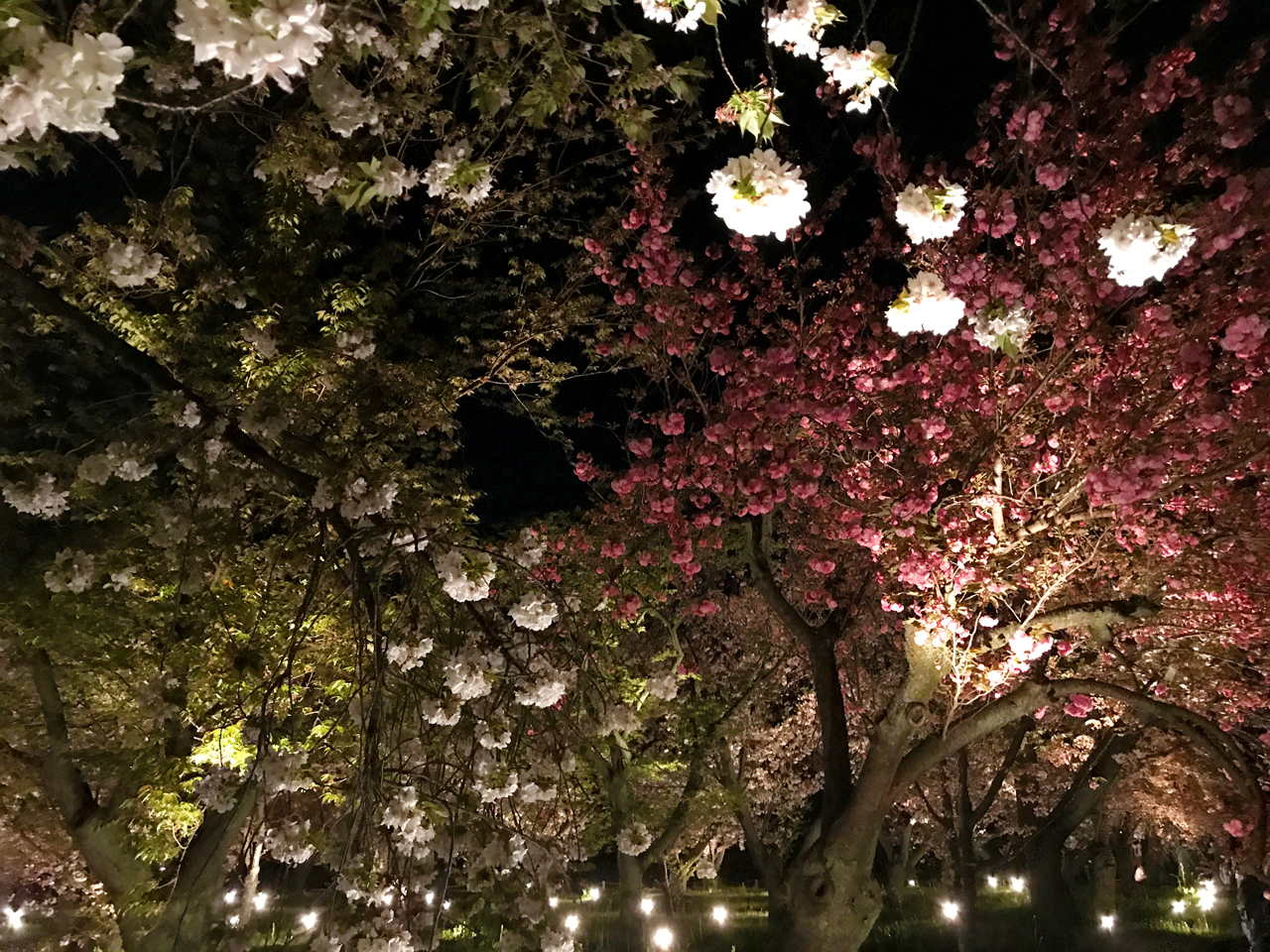 二条城の夜桜