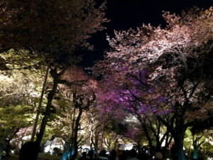 二条城の夜桜