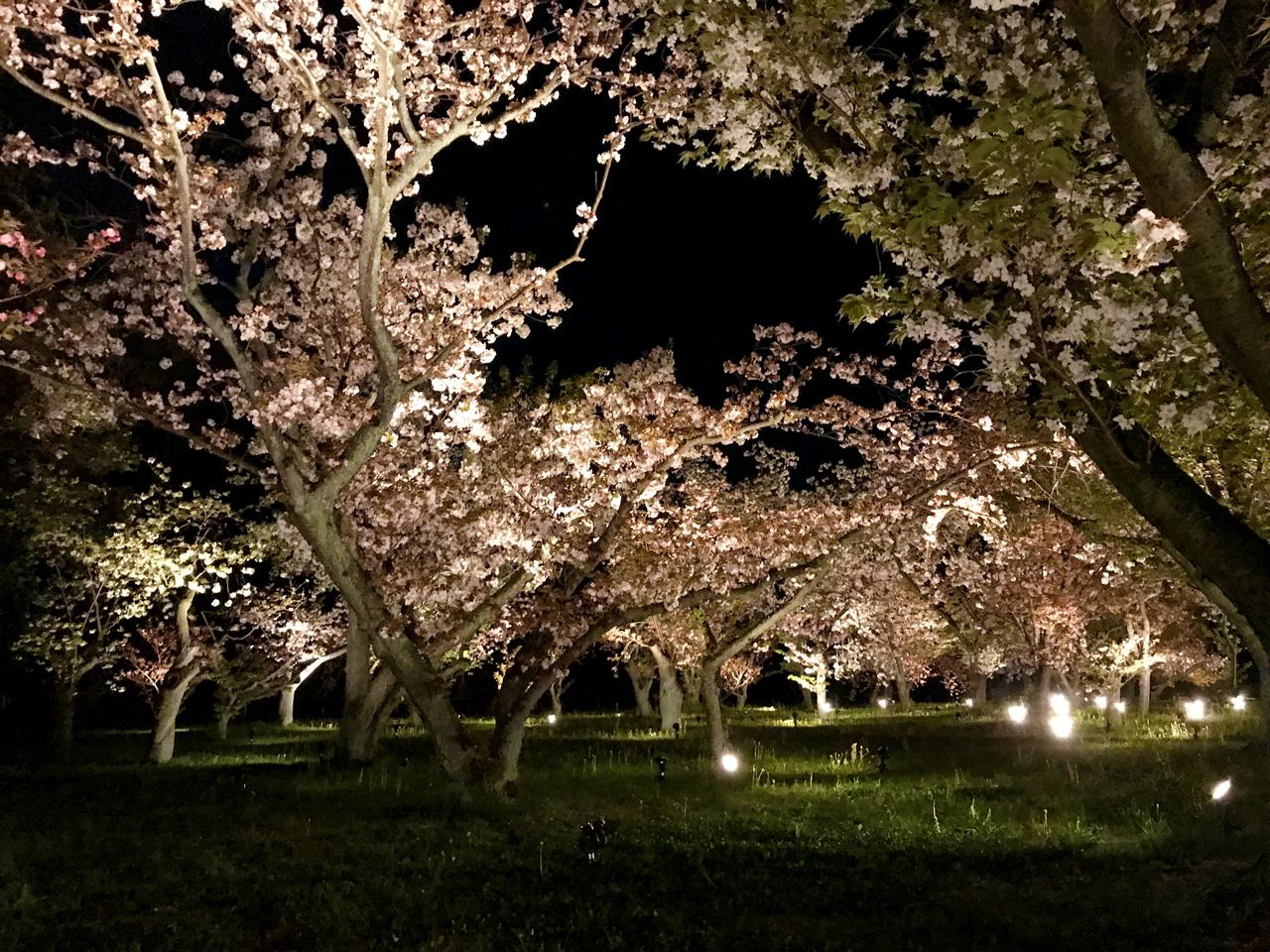 二条城の夜桜