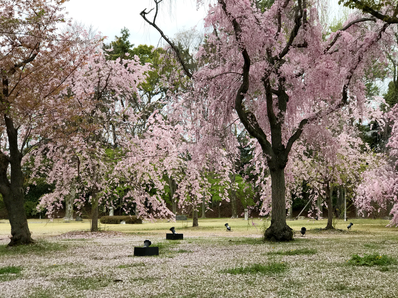 二条城の桜の散り際