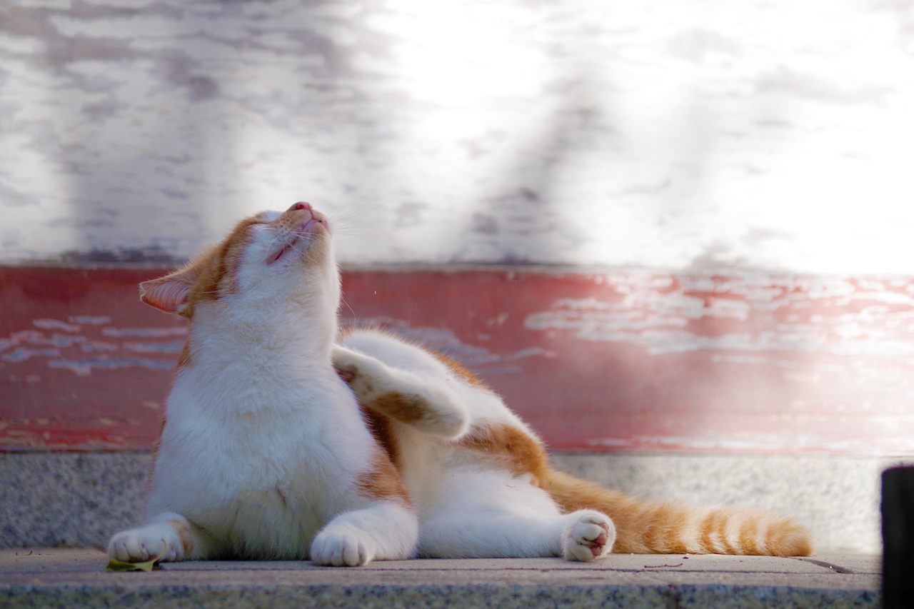 石清水八幡宮の猫