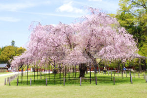 上賀茂神社の桜