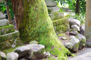 崇道神社の木と苔