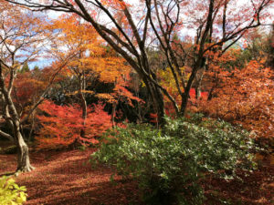 宝筐院の紅葉