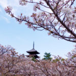 仁和寺の御室桜