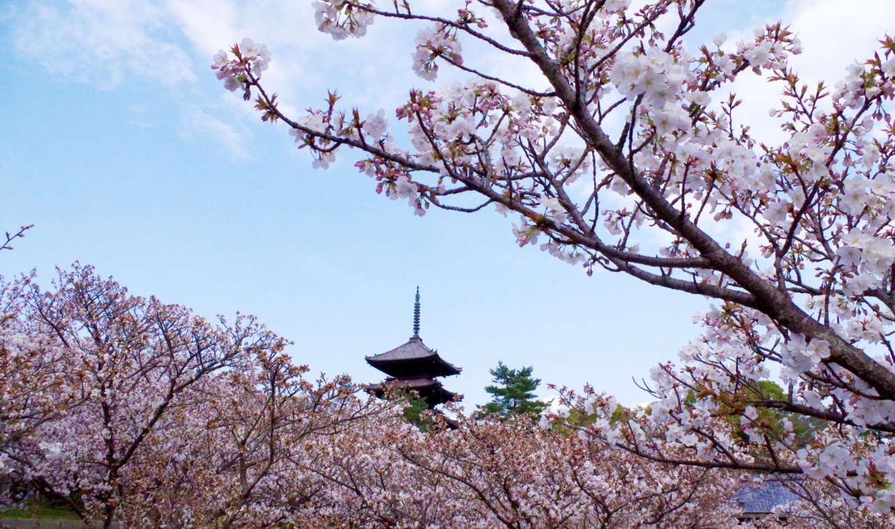 仁和寺の桜　御室桜