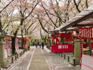平野神社の桜