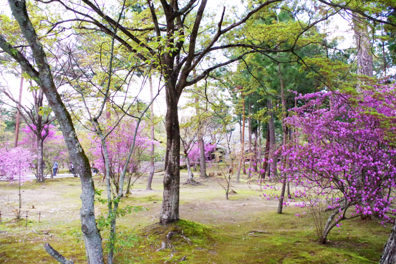仁和寺の庭