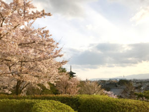 高台寺前の桜