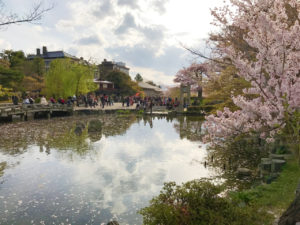 円山公園の桜と池