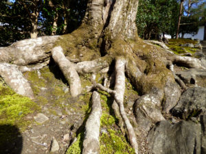 安楽寺の木の根