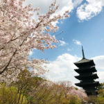 東寺の桜