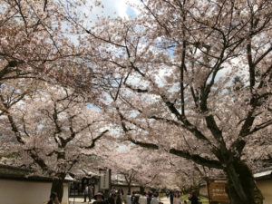醍醐寺の桜