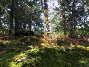 赤山禅院の苔