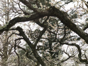 北野天満宮の梅と枝